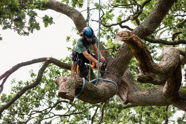 Reliable Kendallville, IN Tree Removal Services Solutions