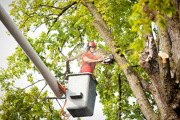 Best Emergency Tree Removal  in Kendallville, IN